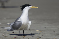 Cowell Mangrove Boardwalk
